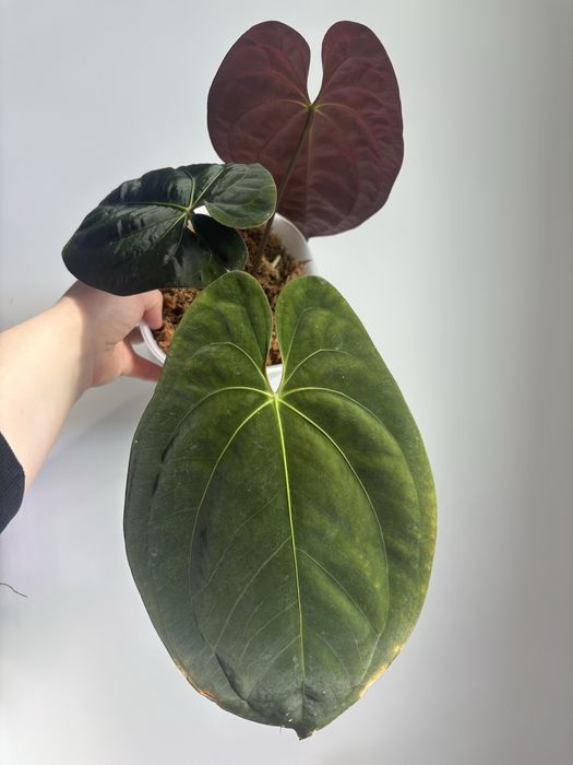 Anthurium Goliath - klon