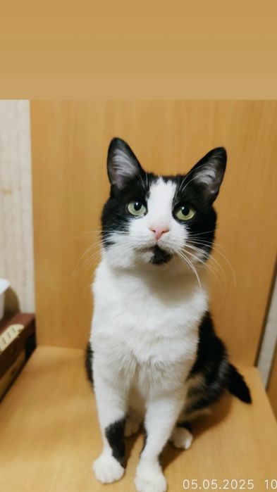 Отдам черно-белую кошку, 4 года, стерилизована