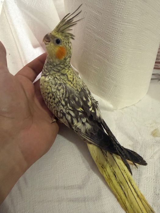 Caturras para finalizar de criar há mão