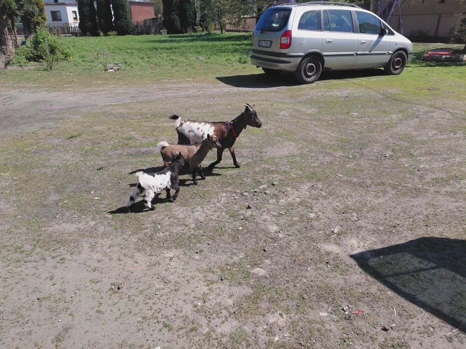 Mini koza polecam
