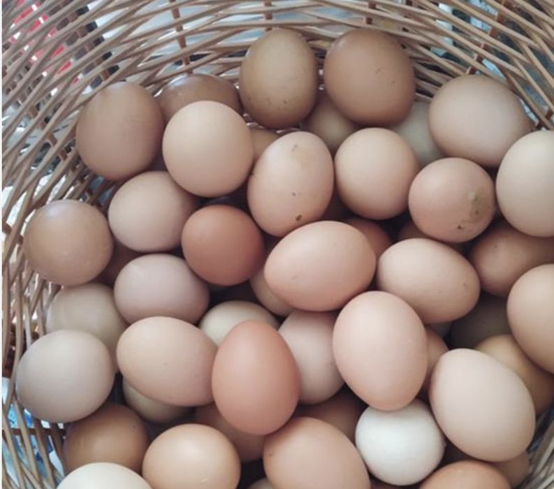 Ovos galinha caseiros