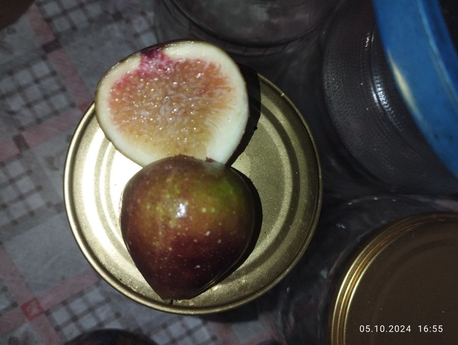 Інжир гранат актинідія