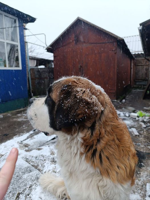 Щеночки московський стороживой