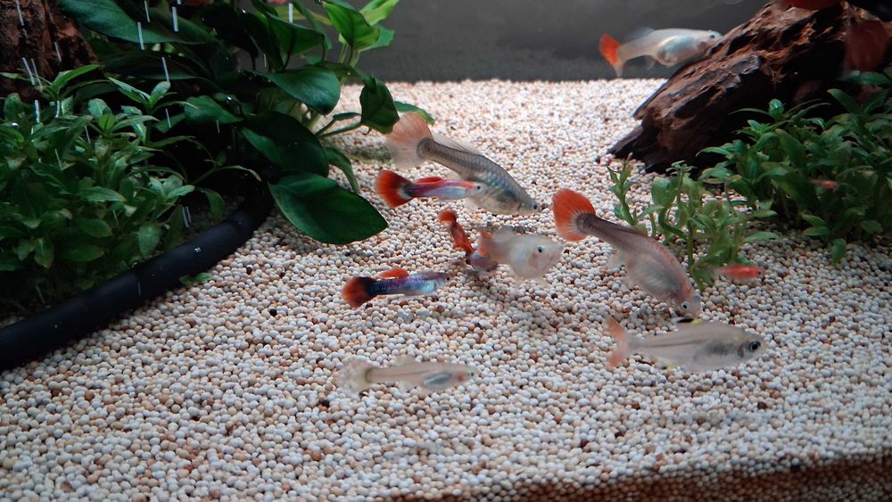 Guppys machos para venda
