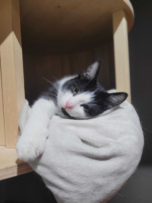 do ADOPCJI Czaruś Jacek, kocurek mega towarzyski, przylepka szuka domu