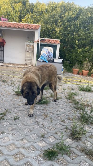 Cadela Serra da Estrela