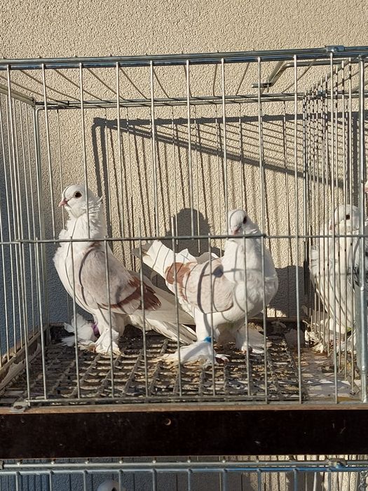 Gołębie ozdobne widyn, mewki mazowieckie,  mewka