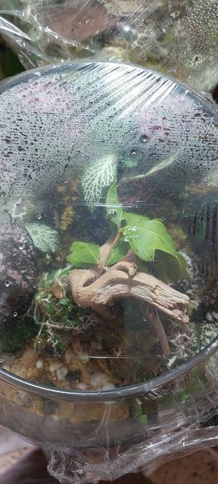 Ecossistema de floresta zen