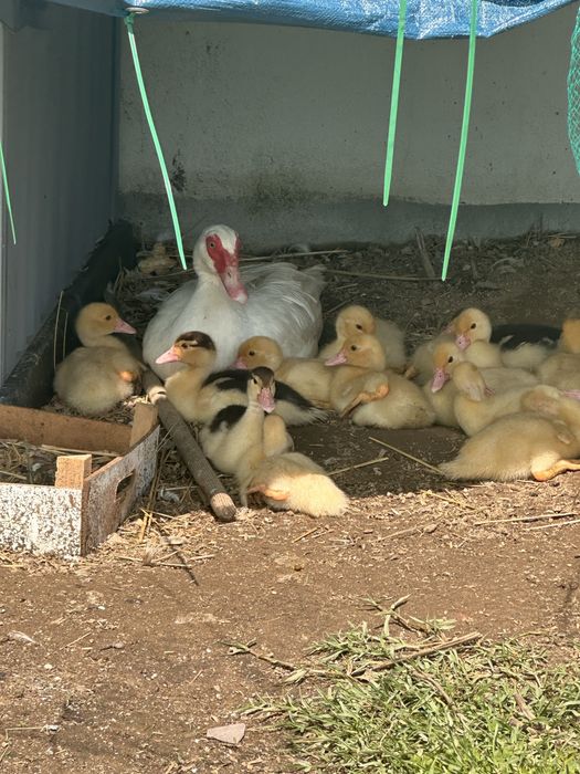 Patos mudos jovens