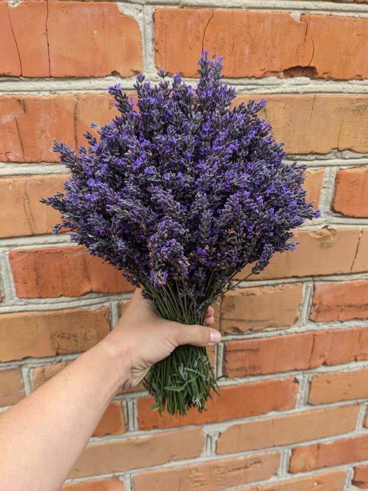 Лаванда  англійської вузьколистої.саджанці букети Манстед Гро