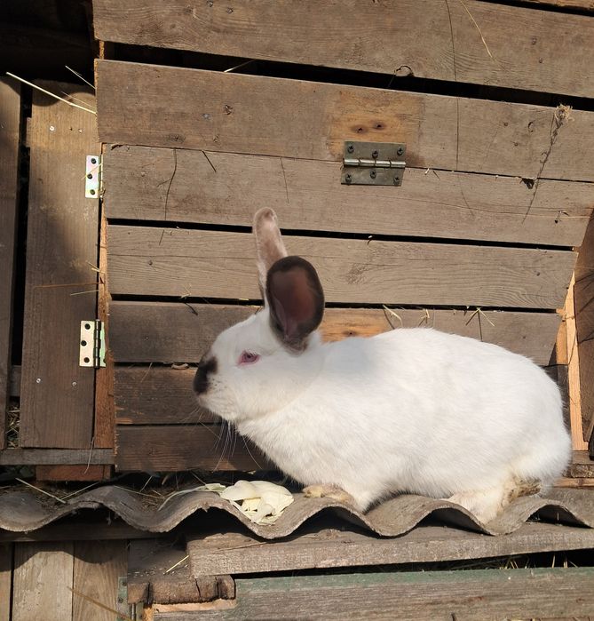 Кролики парувального віку