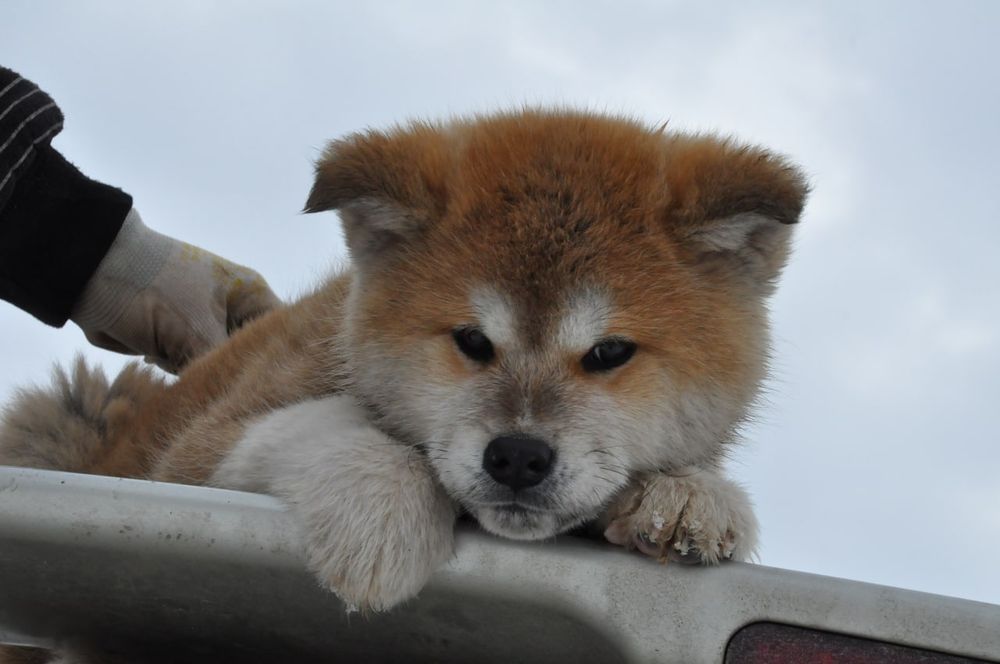 Акіта іну купити Івано Франківськ