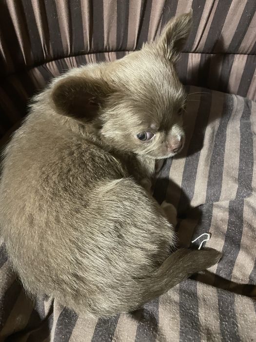 Продам цуценят породи чіахуахуа