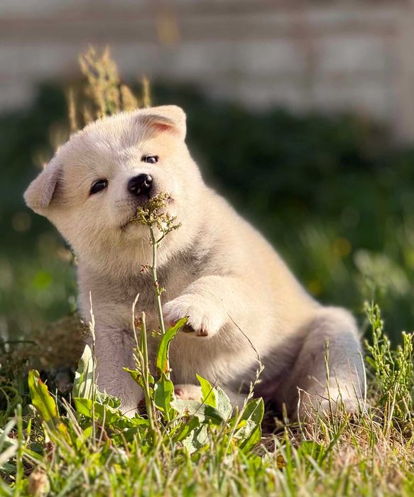 Akita Japońska*Suczka*Hodowla ZKwP