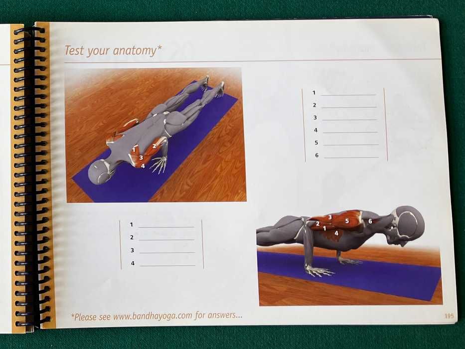 The Key Muscles of Hatha Yoga - Ray Long (vol. 1)64584551233795124