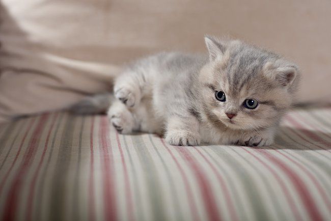 Шотландські кошенята вже чекають на вас!