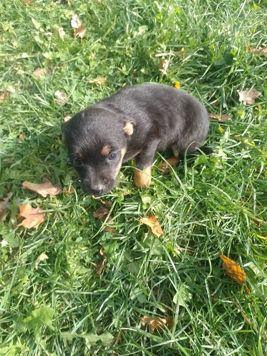 Oddam pieska w dobre ręce