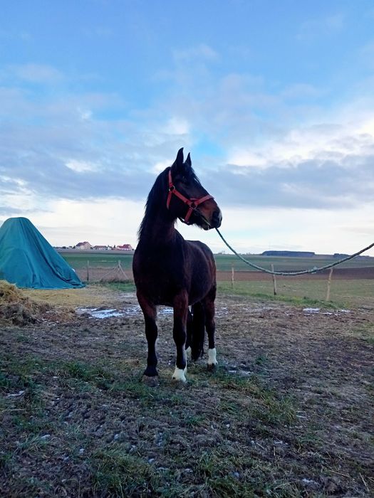 Witam sprzedam klacz