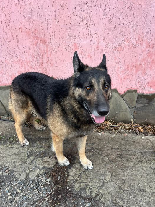 Вʼязка, німецька вівчарка Кобель