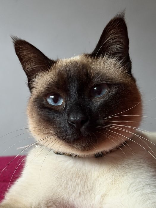 Gatinha esterlizada com um ano