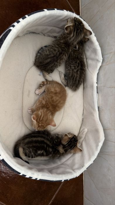 Para Adoção 4 Gatinhos
