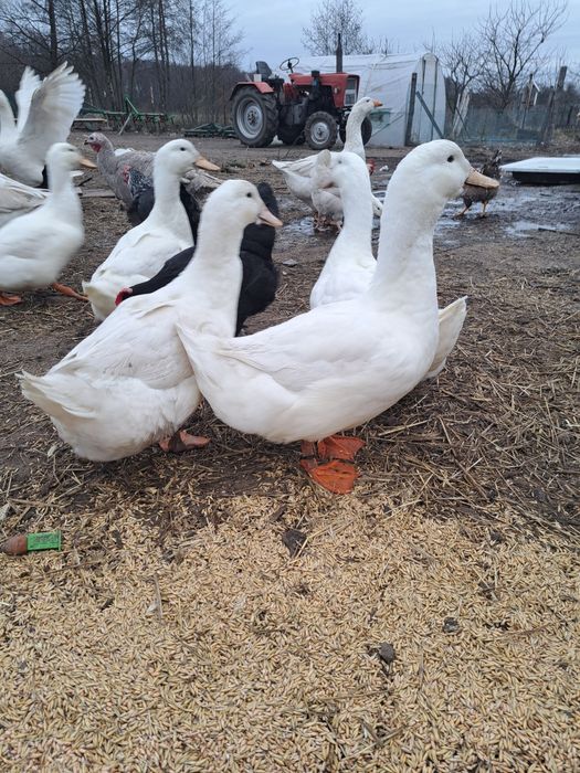 Jaja lęgowe  kaczek pekin