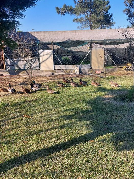 Vendo patos, unidade, casais ou trio