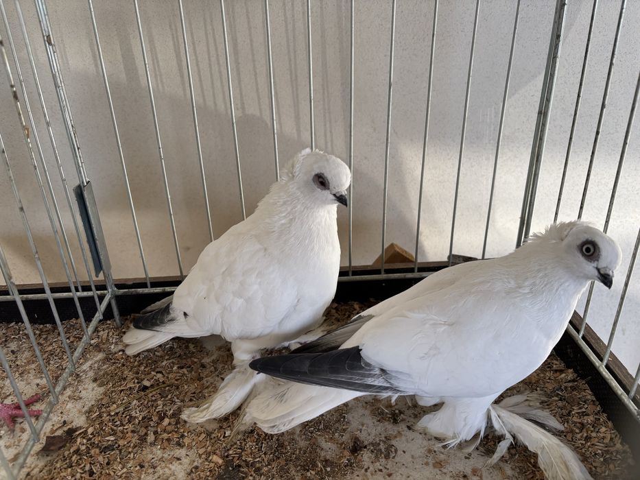 Sprzedam gołębie