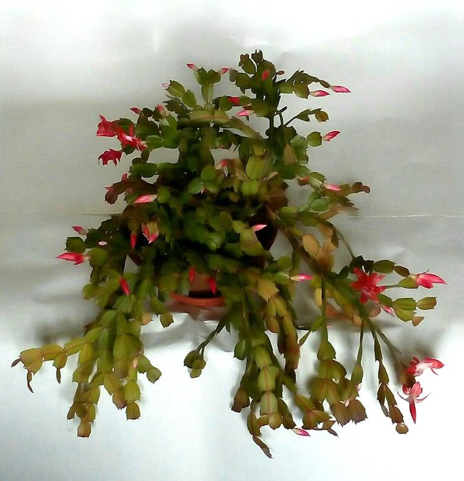 Sansevieria Grudnik kaktus Bożego Narodzenia Schlumbergera