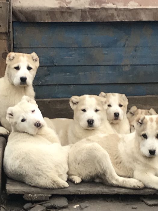 Цуценята чистокровного Алабая