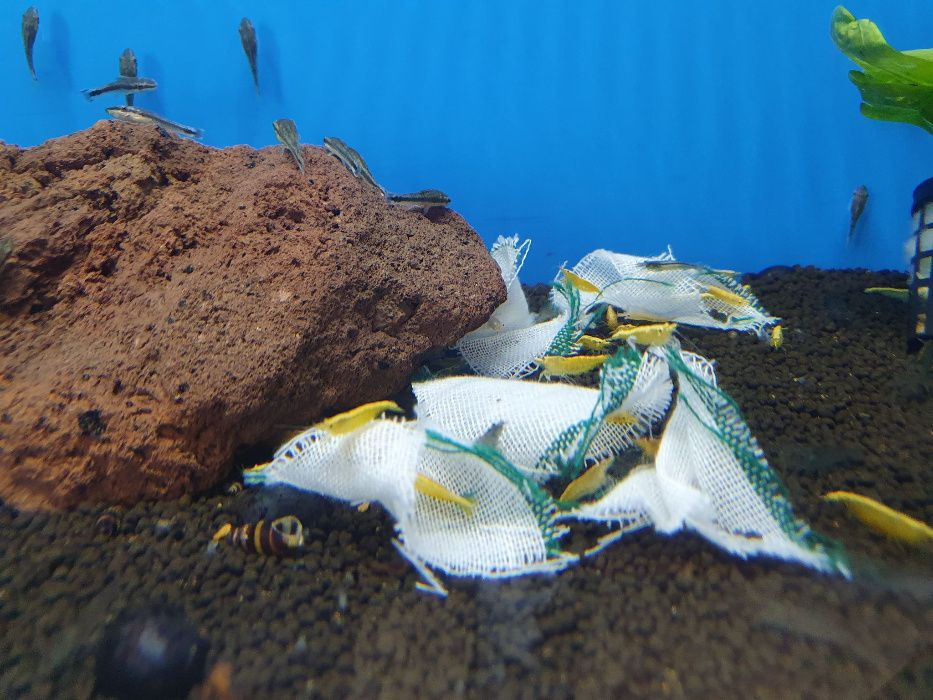 Krewetka Neocaridina Yellow z pasem