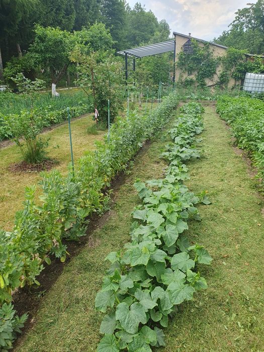 Dzialka ogrodowa z altanką ogrodzona Jedrzychow  600m2