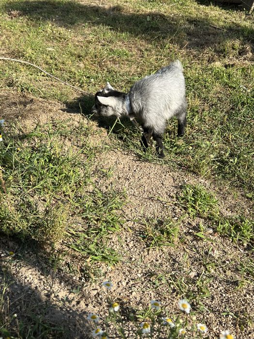 Vendo cabras anãs casal