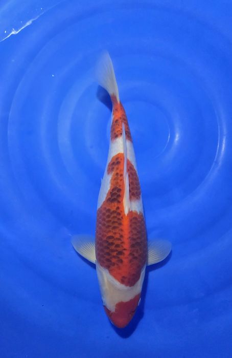 Karpie Koi na sprzedaż