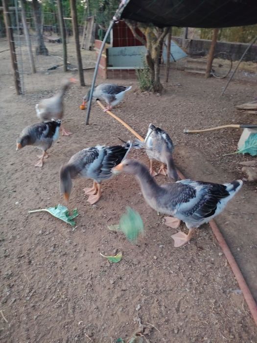 Gansos para venda