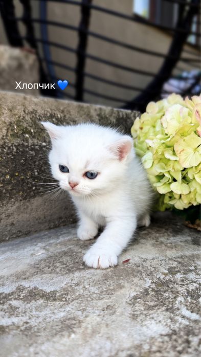 Кошенята срібна та золота шиншила
