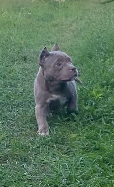 Девочка Американский Булли Поккет