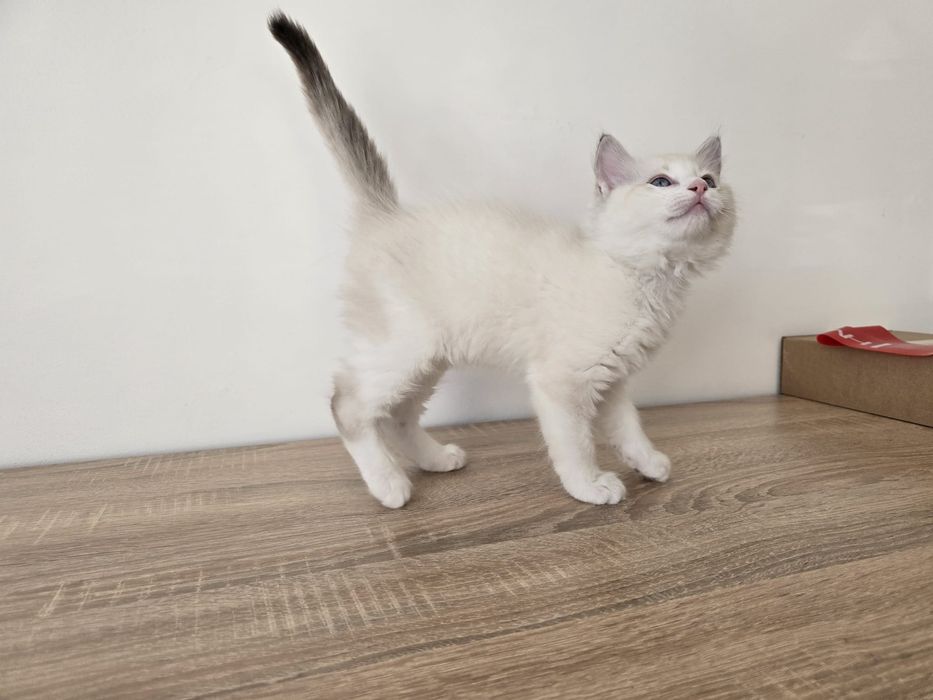 Kinder Ragdoll Bicolor, rodowód