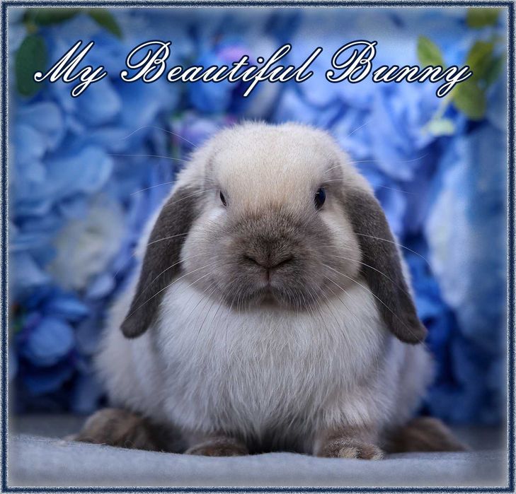 Piękny Młody Królik Mini Lop - Seal Point