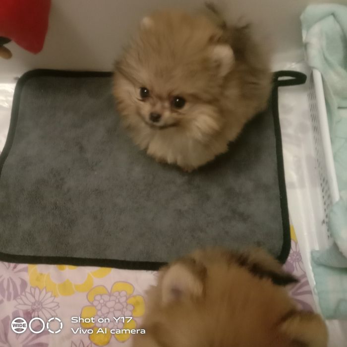 Чистокровний Померанський шпіц.