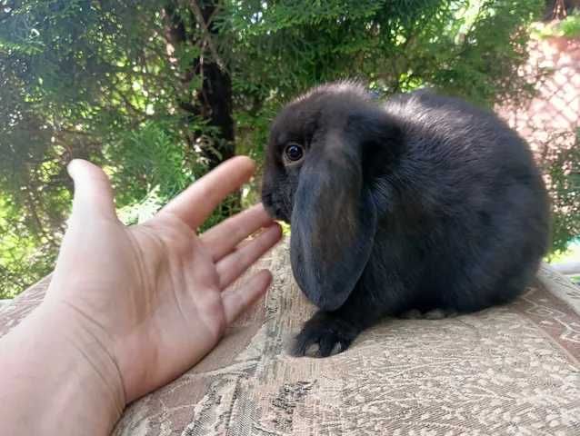 Króliczek Mini Lop, Baranek, samiec lub samiczka