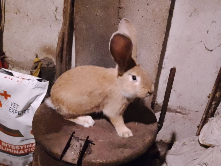 Królik króliki samiec 2025r.