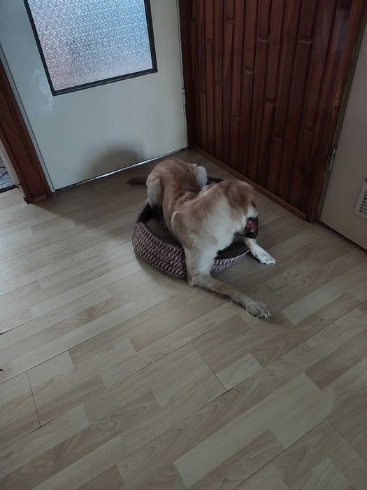 Pies o imieniu Daisy, miły i przyjazny dla każdego