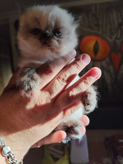 Кошечка гималайский перс