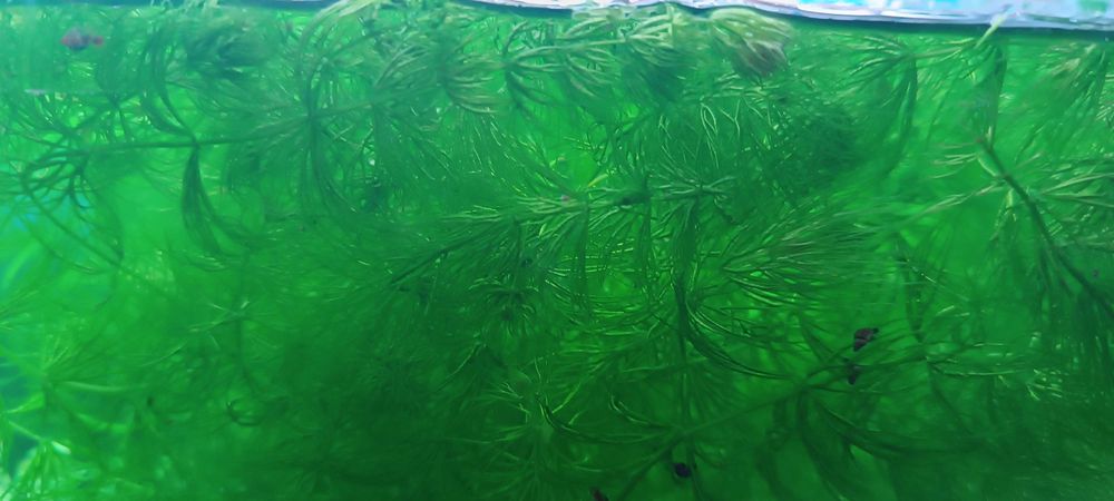 Роголисник (Кушир занурений) в акваріум