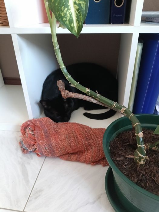 Gatinho para adoção