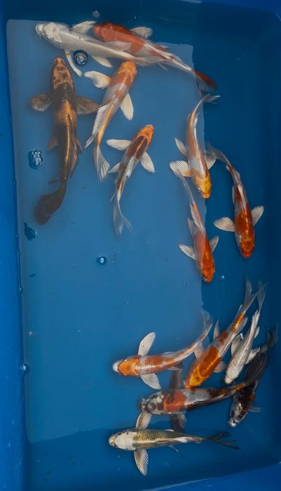 Karpie Koi Butterfly (Long Fin)