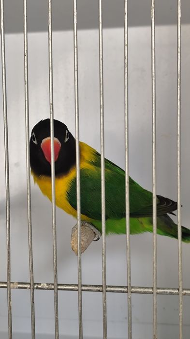 Agapornis Roseicollis e Personatus