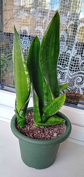 Sansewieria sansevieria WHITNEY