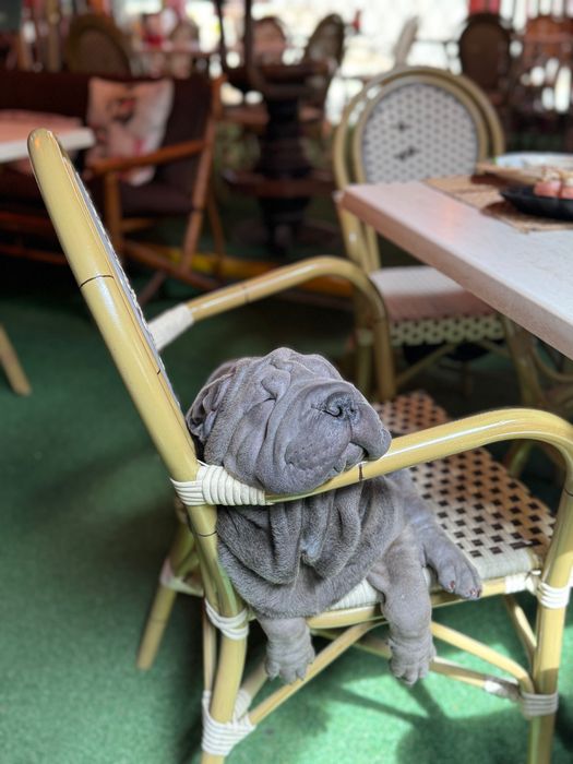 Dou sharpei puro com 1 ano